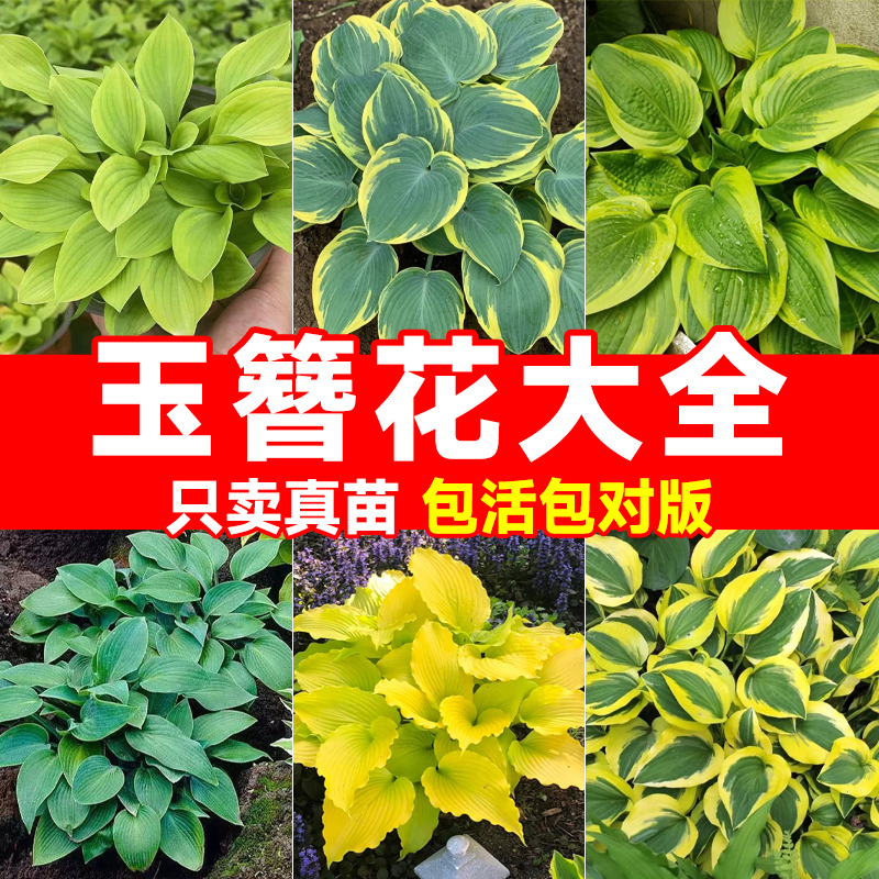 速发观叶玉簪花苗盆栽苗品花庭院台卉年生观赏种多宿根好养