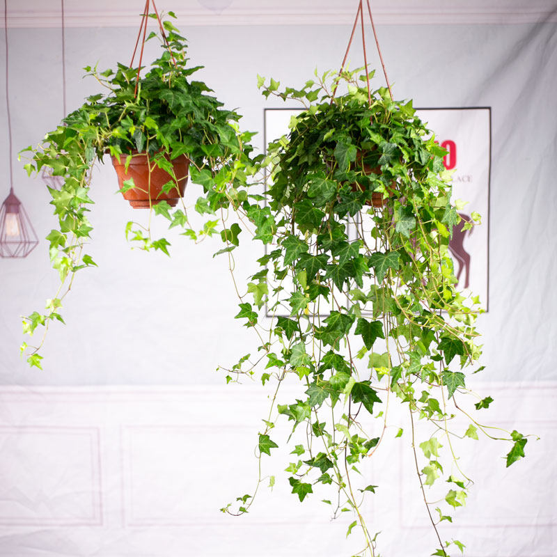 速发绿植挂篮常活藤吊兰爬藤内栽好养青台木本花卉适合室盆绿色植,鲜花速递/花卉仿真/绿植园艺,大型绿植/成品组合盆栽,淘宝优惠券,粉丝福利购,淘宝优惠卷