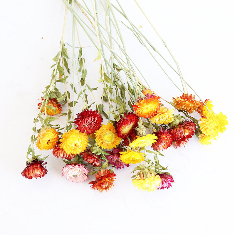 速发麦秆菊干花花束 云南菠萝菊小雏菊带杆七彩菊花 家居装饰插花
