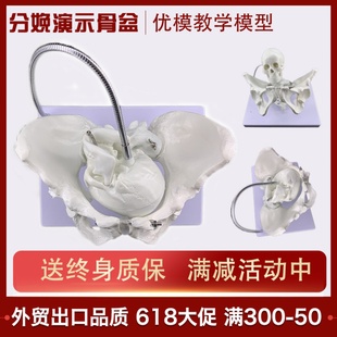 速发性骨盆模型分娩演示教盆医学人体骨骼架骨学骨骷髅医院学校教