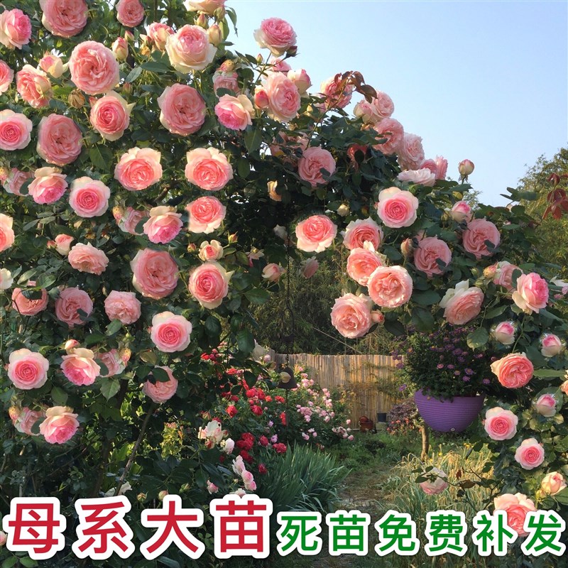 速发藤本月季母系大苗欧月爬藤墅浓花苗别蔷庭院大花薇香四季开花