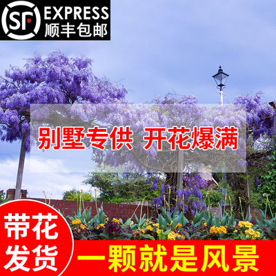 速发紫藤花苗爬藤植物母系紫藤萝老桩别墅专用霄墙盆栽凌花爬卉
