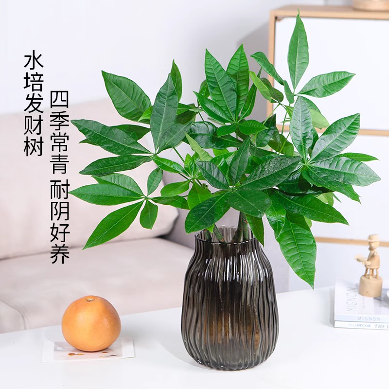 速发水培好物发财树盆栽四季常青桌面耐阴养植绿植易活招财树净化