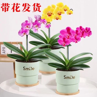 速发蝴蝶兰盆栽带花发货室内面桌四易开花季活花苗绿植好养小盆景