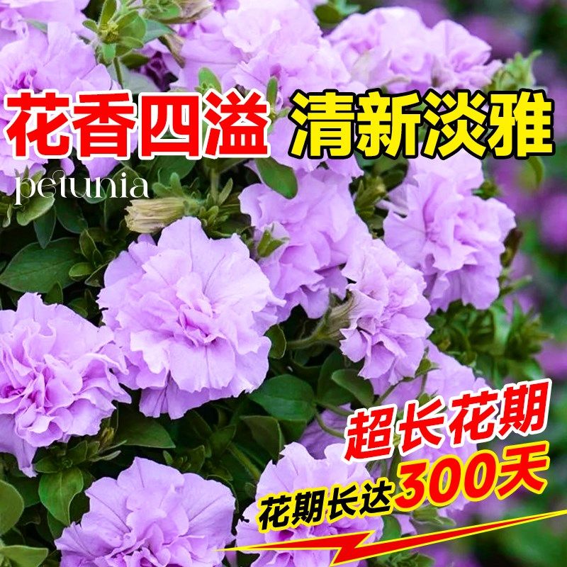 速发重瓣矮牵牛花苗台栽冰淡紫带花开爬藤垂吊庭院盆四季苞花卉植