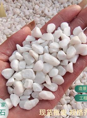 白石子白色水洗石厂家庭院铺路花园造景装饰园林小石子工程白石米