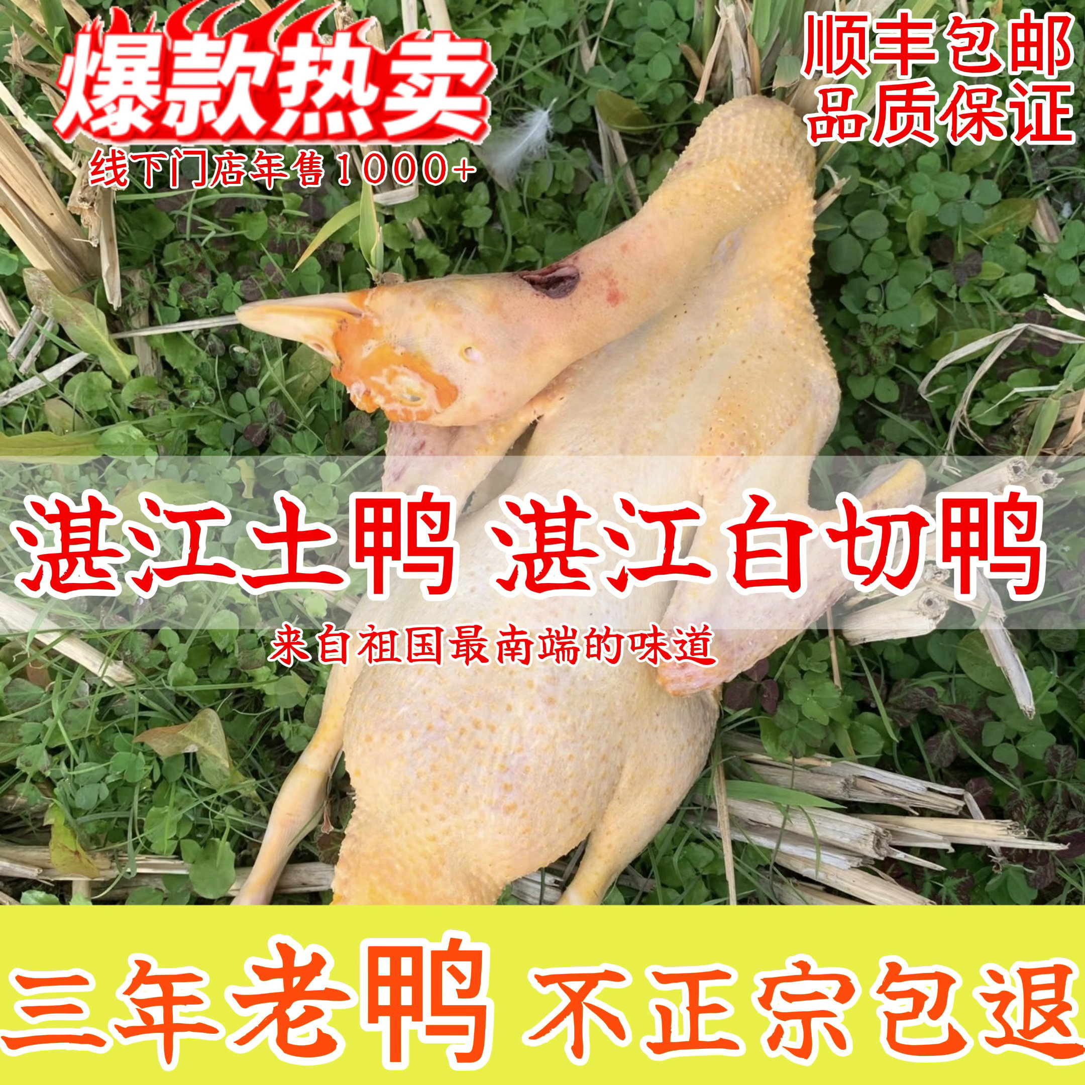 三年老鸭 湛江番鸭 土鸭子 白切鸭 老鸭 麻鸭 母 鸭肉 现杀生鲜