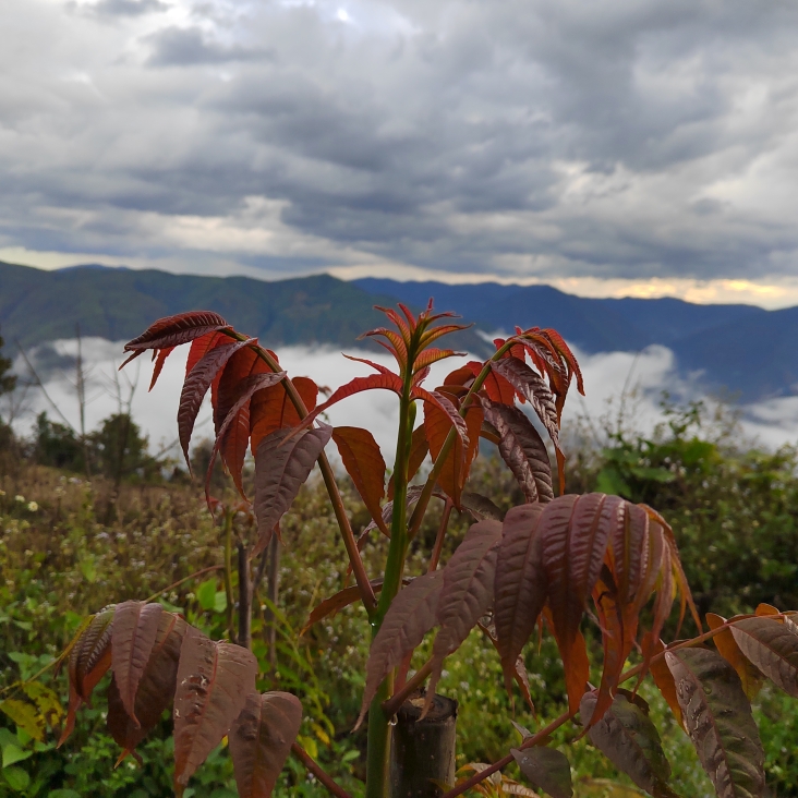 头茬香椿芽新鲜香春嫩芽云南露天红油春芽叶蔬菜