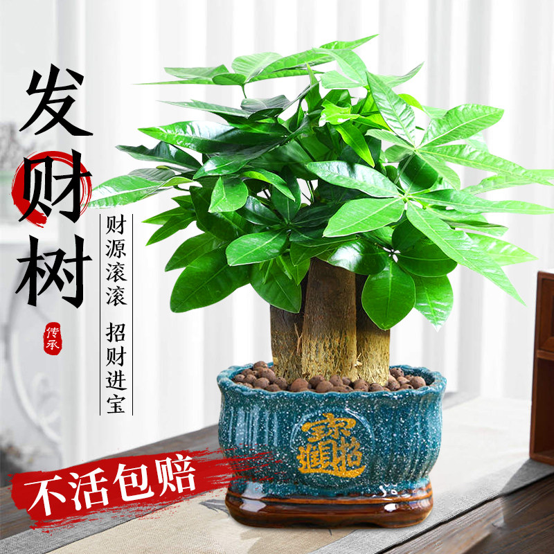 速发三杆发财树客厅小盆栽大棵2025新好绿财旺宅招植物室内四季款