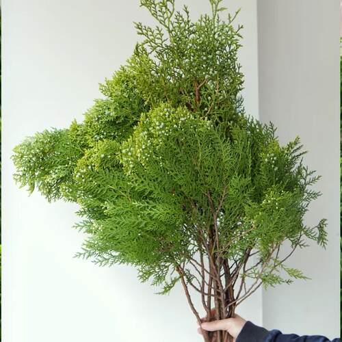 速发侧柏松鲜切枝云南直发室内水培植物家用插花圣诞节装饰新鲜真