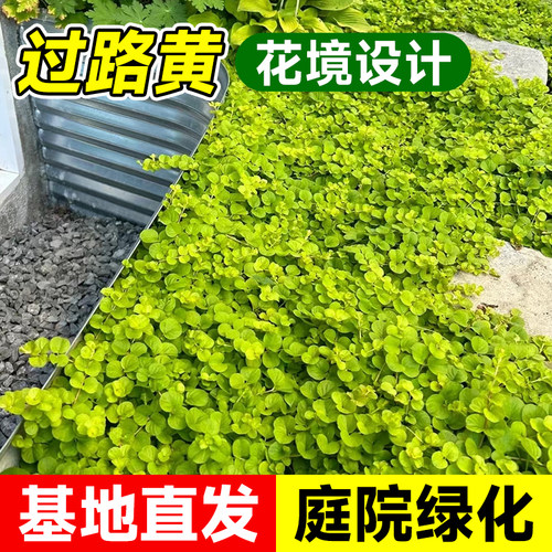 速发黄叶过路金盆栽庭金串地被趴地匍匐垂吊植物观叶耐寒耐热花境