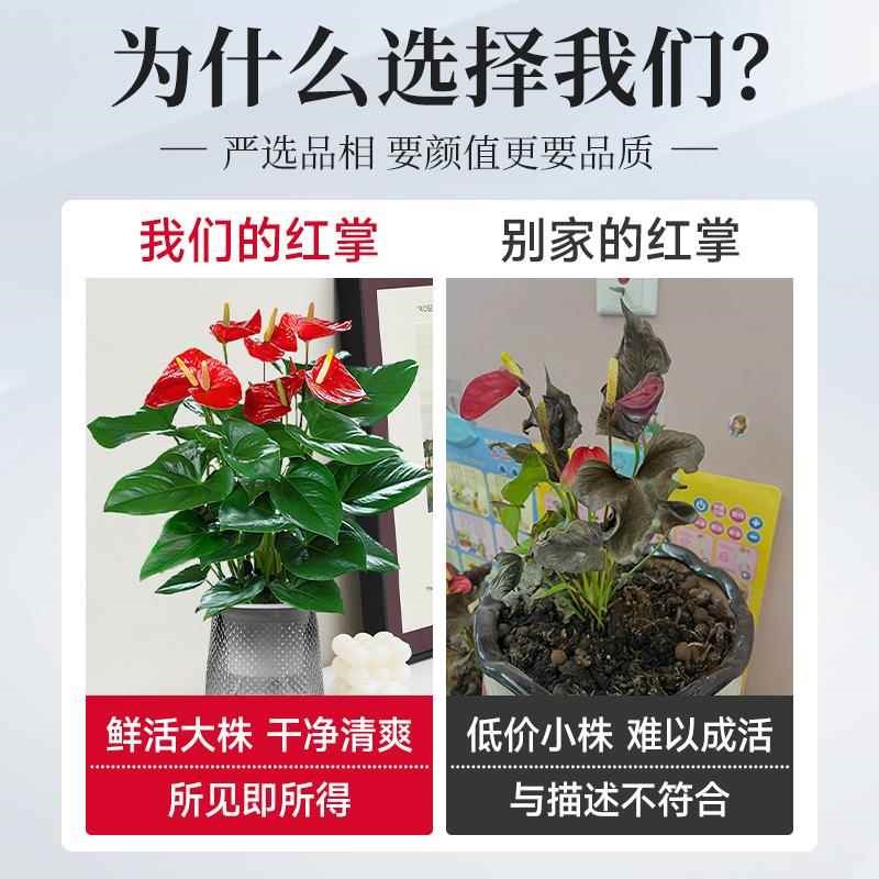 速发鸿运当头盆栽红掌办公室内花卉客厅四季开花好养招财植物桌面