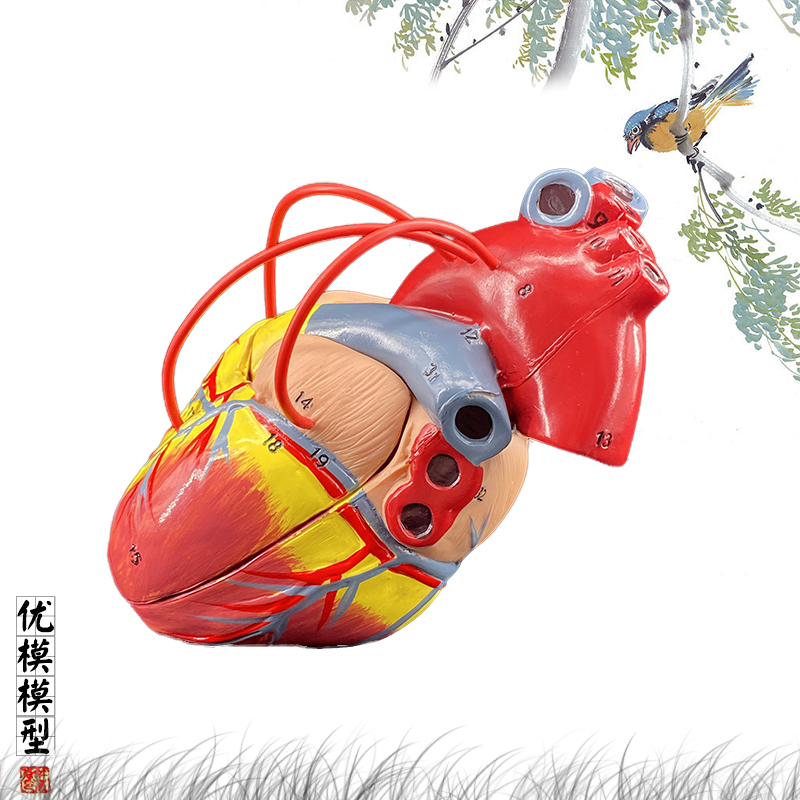 速发人体心脏搭桥模型器官解学模型医院学校用层次结构演示模剖教