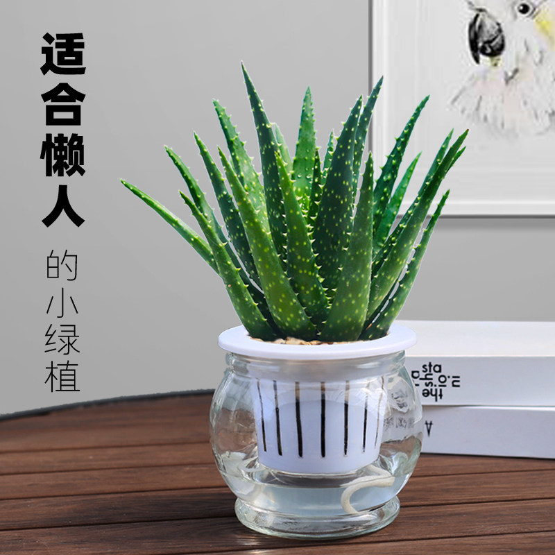 现货速发雪花芦荟盆栽办公室水培植物室内桌面四季好养小盆栽圣诞