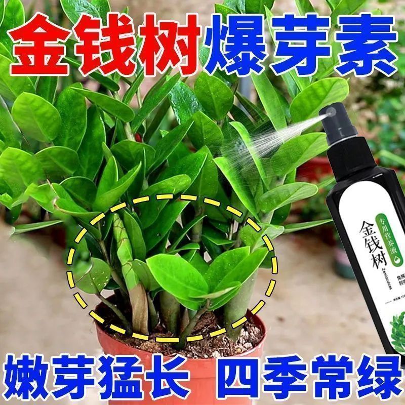 金钱树专用营养液生根壮苗