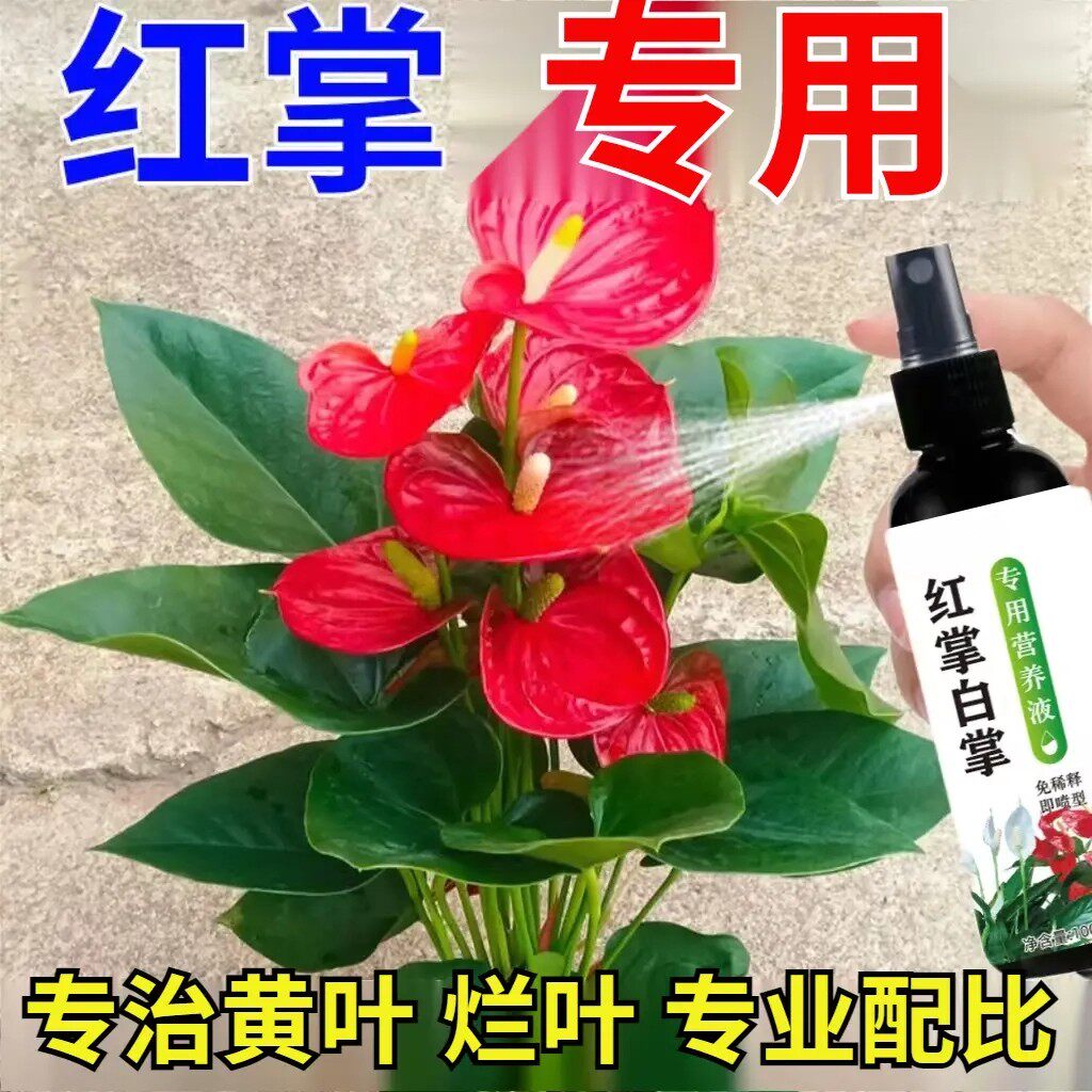 红掌促花延花营养液100ml