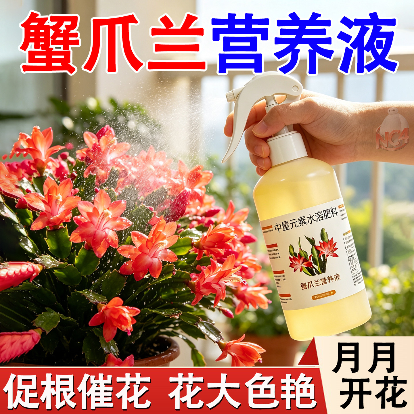 蟹爪兰专用营养液改善黄叶促生根