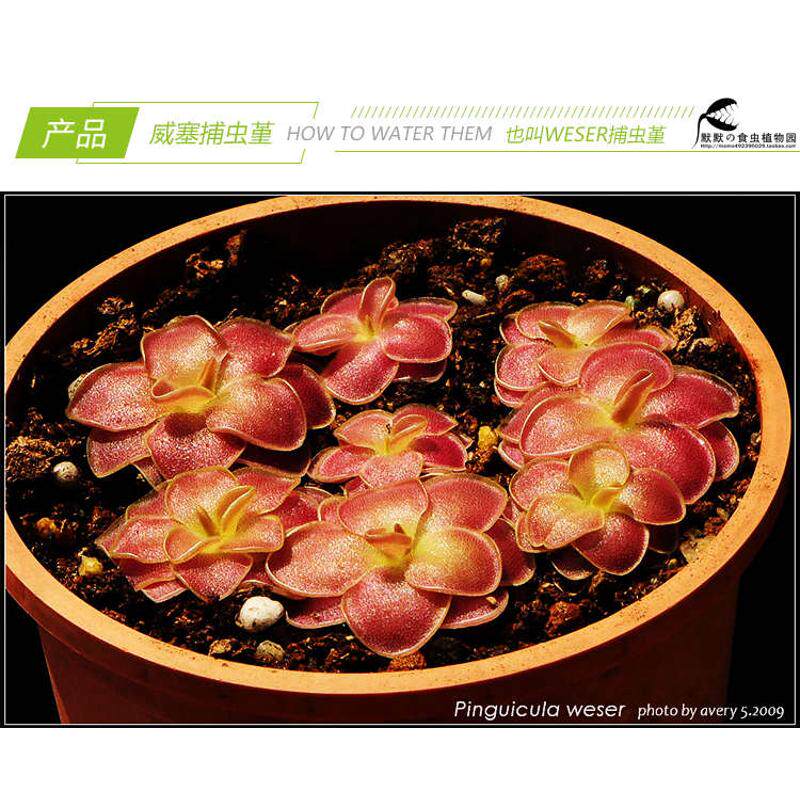 【weser威塞捕虫堇】食虫植物食人花喜阴多肉花卉盆栽包邮