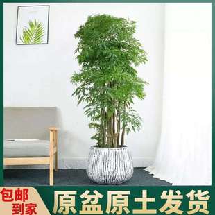羽叶福禄桐盆栽客厅办公室大型绿植老桩丛生羽叶金钱兜植物
