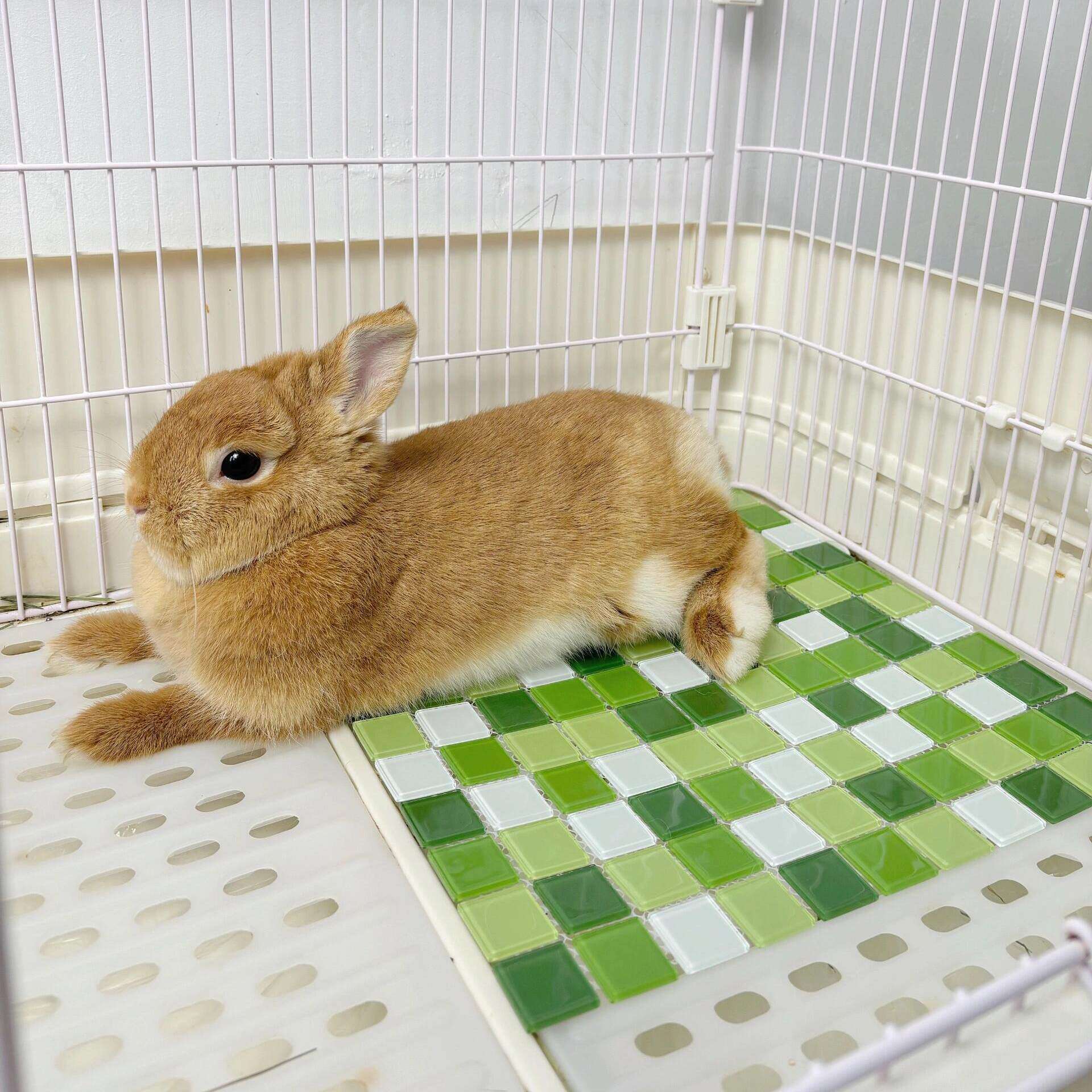 兔子荷兰猪夏季耐磨冰垫凉席四季通用龙猫仓鼠降温散热水晶垫晾窝