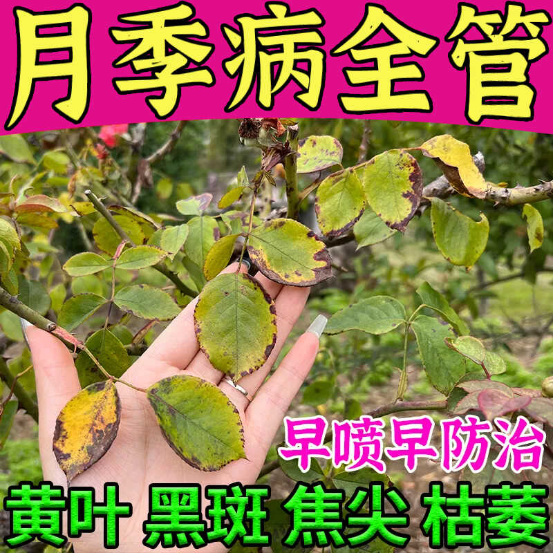 月季花病害常用药专治白粉病灰霉