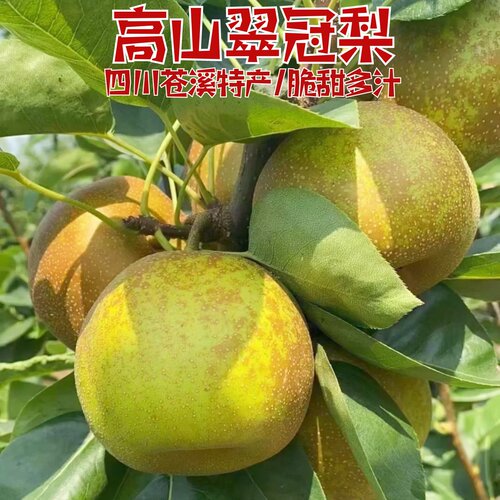 四川苍溪高山翠冠梨现摘精选大果