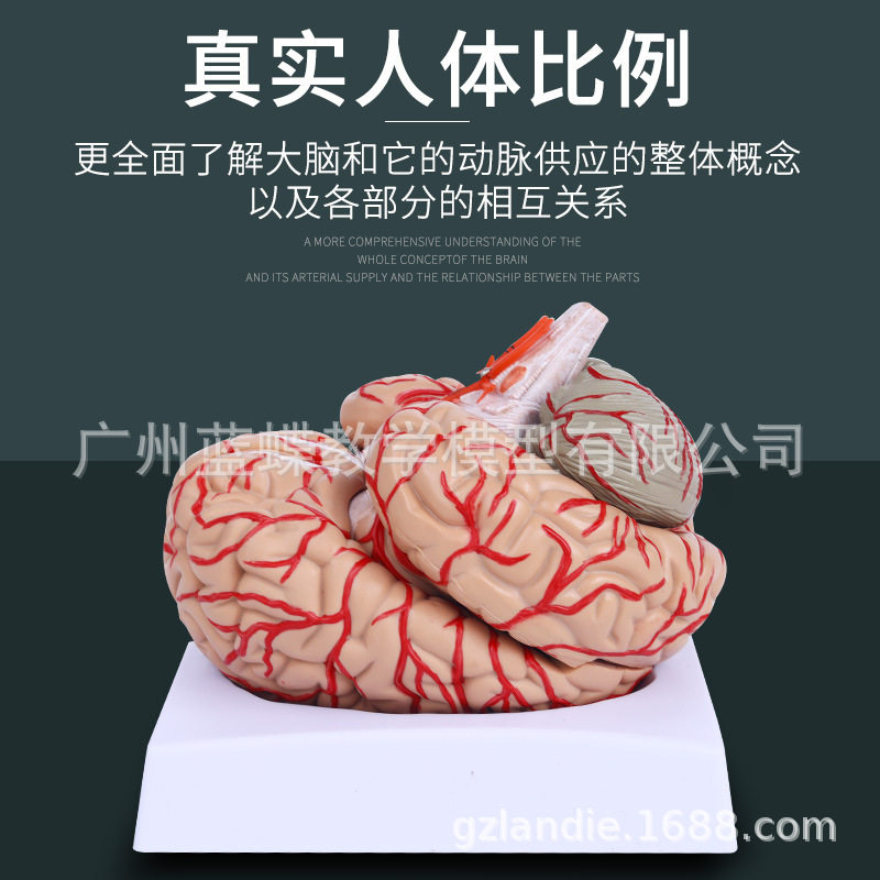 医学人体大脑解剖脑功能分区皮层躯体运动结构图教学模型拆卸颅脑