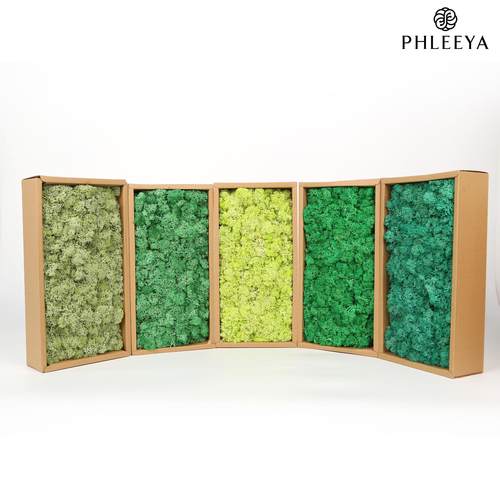 永生苔藓驯鹿藓苔藓装饰礼盒装修苔藓墙苔藓艺术青苔