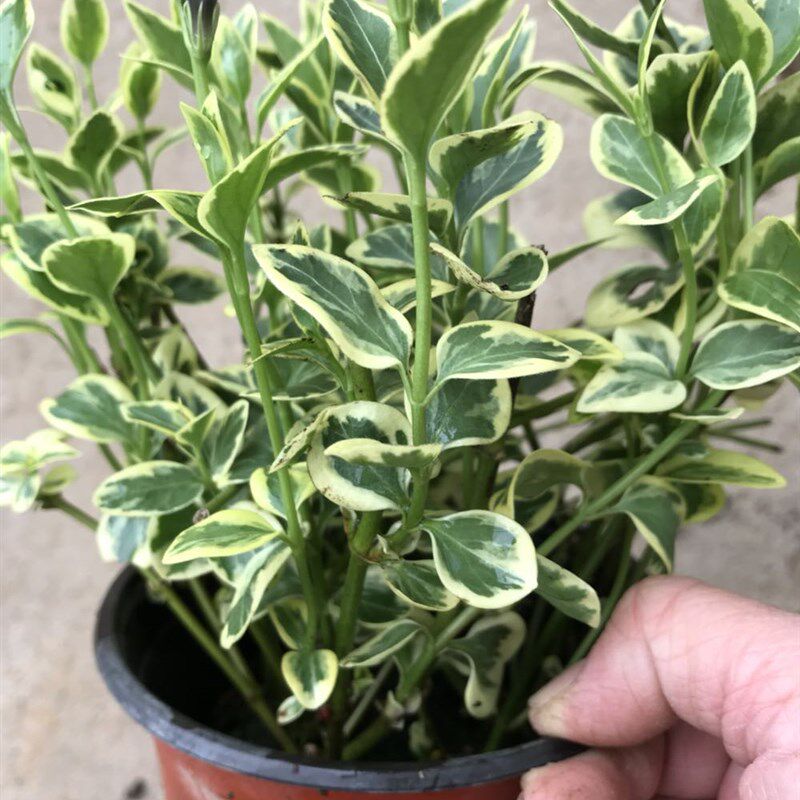 极速花叶蔓常春藤 花叶霹雳吊兰盆栽垂I吊植物金边长青藤室内吸除