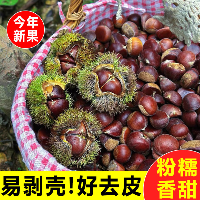 云南新鲜老树毛栗子高山易剥皮油板栗农家自种现摘现发当季生板栗