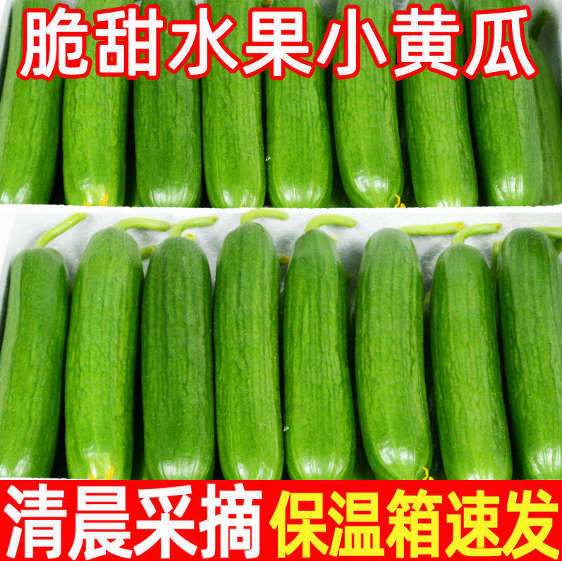 正宗寿光水果黄瓜5斤现摘