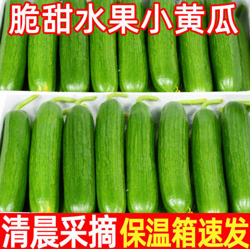 正宗寿光水果黄瓜5斤现摘