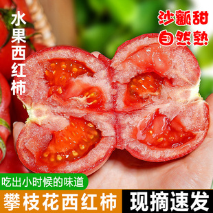 攀枝花米易沙瓤番茄非普罗旺斯新鲜生吃现摘蔬菜露天自然熟西红柿