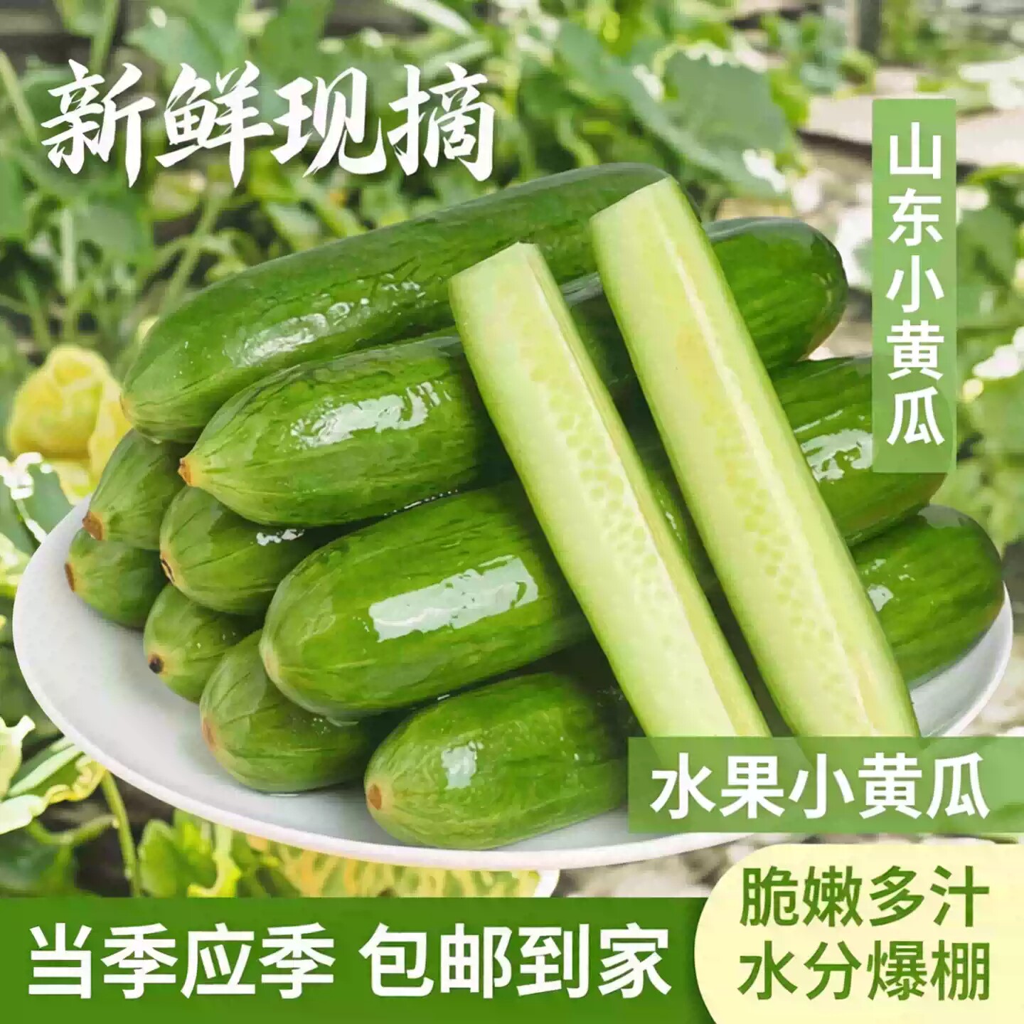 正宗寿光水果黄瓜5斤现摘