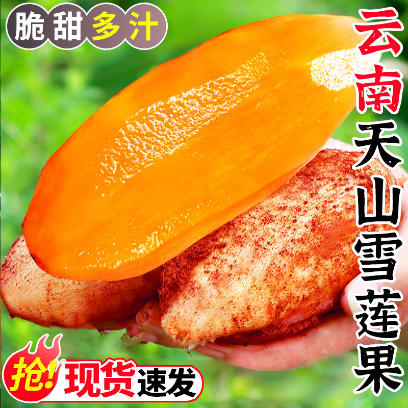 现货新果!雪莲果云南天山黄肉雪莲果新鲜水果脆甜多汁9斤包邮5