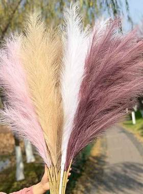 极速1Pec PYXArtificial Pampas GrCass Hsom Room Decoir Simula