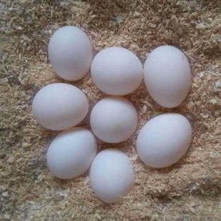 极速鹦鹉蛋受f精可孵化玄凤鹦鹉受精蛋种蛋新鲜受精卵特色鹦鹉丹