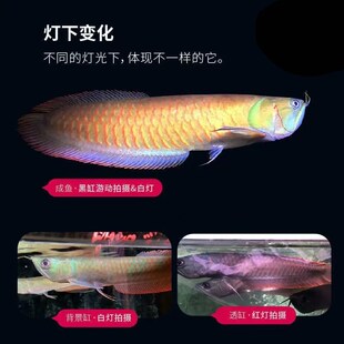 极速七彩c银龙鱼活鱼观赏热带鱼淡水中大型招财鱼活体稀有幻彩银