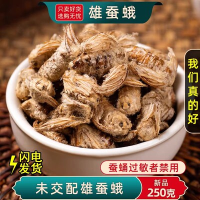 雄蚕蛾中药材纯公蚕俄蚕娥晚蚕娥未交配雄天蛾新货男性新货雄蚕蛾