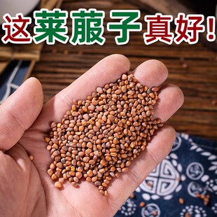 莱菔子中药材500g正宗炒白萝卜籽中药生莱菔子磨粉新货来服子泡茶