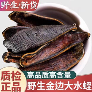 正品大水蛭新货中药材250g正宗精选蚂蟥宽体金线蚂蟥干金边水蛭粉