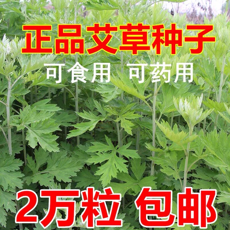 散装药用艾草种子香艾草 青蒿艾家庭园艺种子