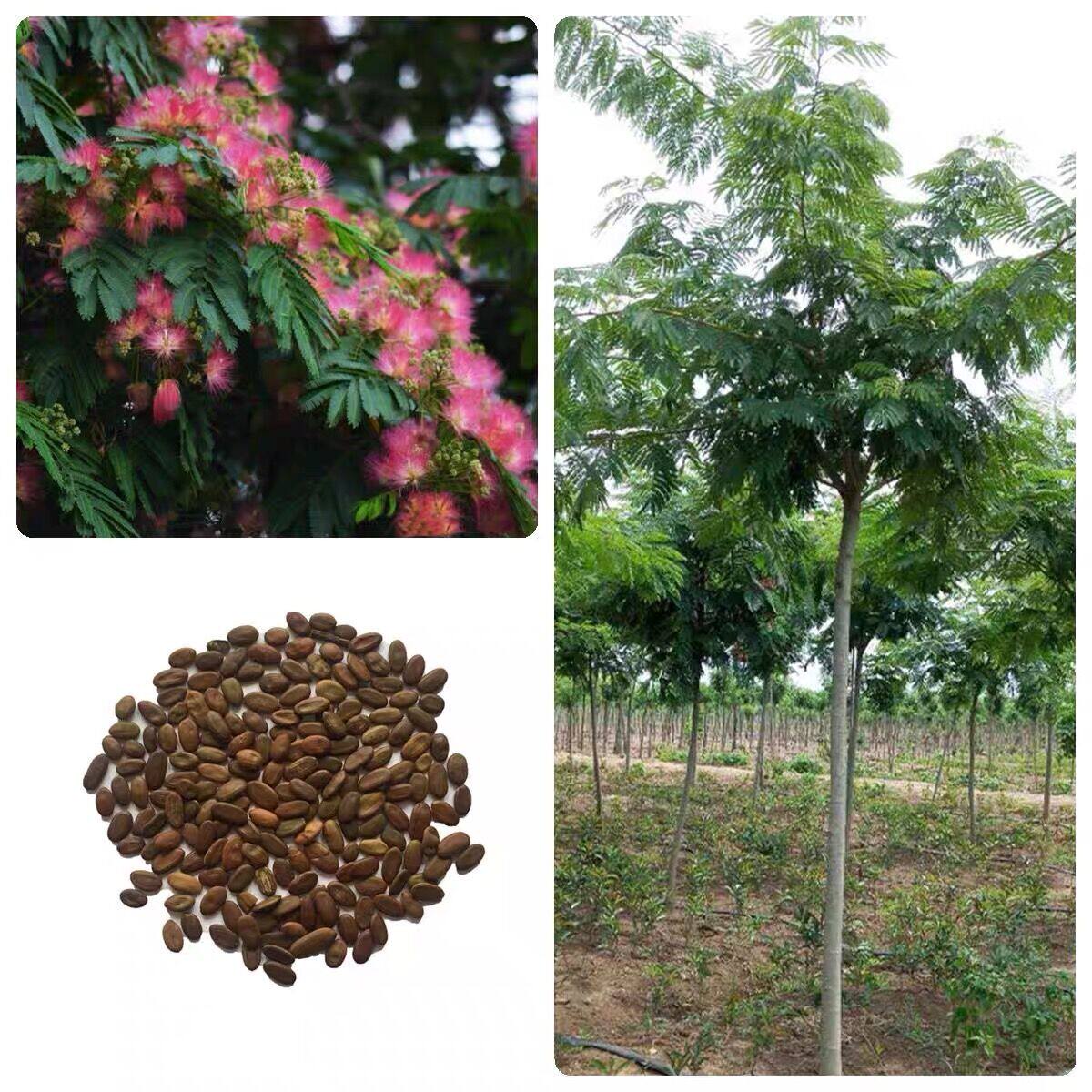 红花合欢花种子合欢树夜合欢花种籽家庭院阳台花卉绿植多年开花籽