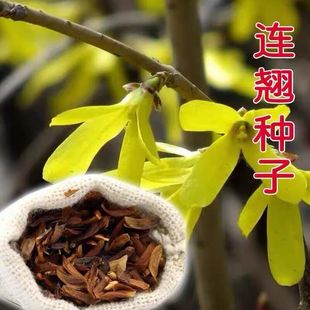 连翘种籽花开香气淡艳中药迎春花种子籽满枝金黄抗病虫耐旱耐寒