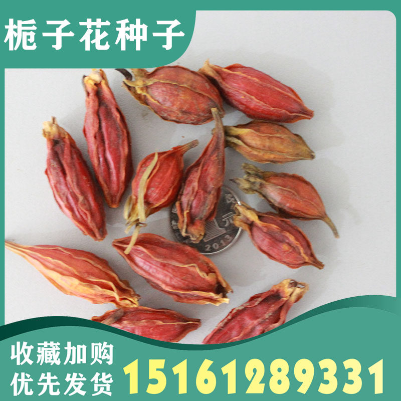 栀子花种籽四季播种易活开花植物家庭园艺种子