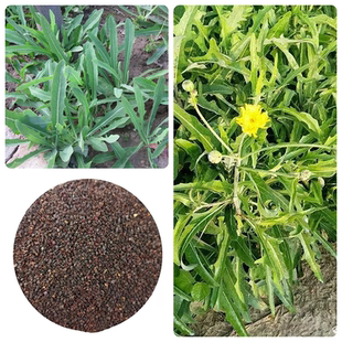 黄花败酱草种子南败酱草苦益菜 苣荬菜苦菜籽苦菜苦麻菜种子包邮
