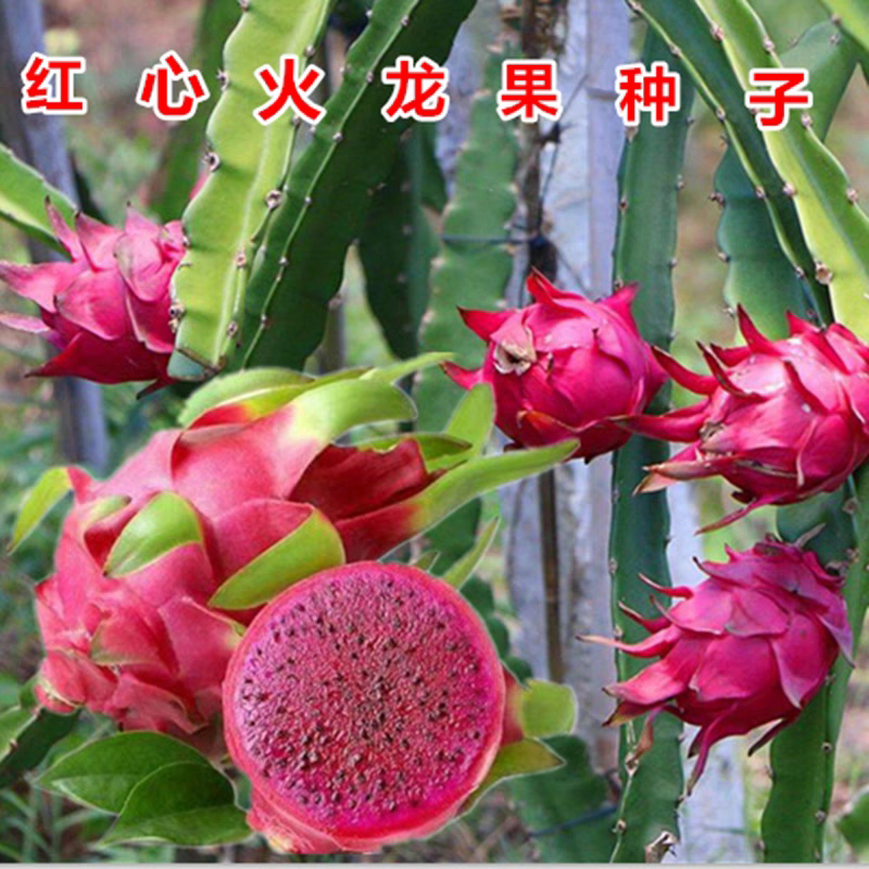 火龙果种子 红心苗南方北方种植家庭园艺种子