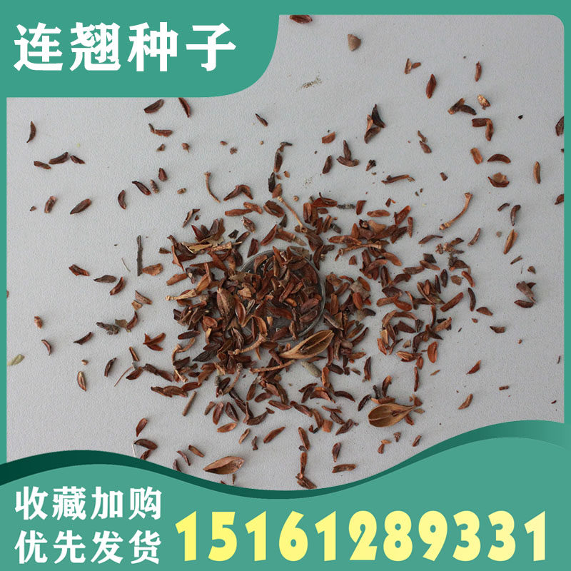 连翘种籽花开香气淡艳中药迎春花种子籽满枝金黄抗病虫耐旱耐寒
