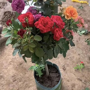 月季花苗浓香多色大花阳s台盆栽地栽树状独杆棒棒糖玫瑰花树桩月