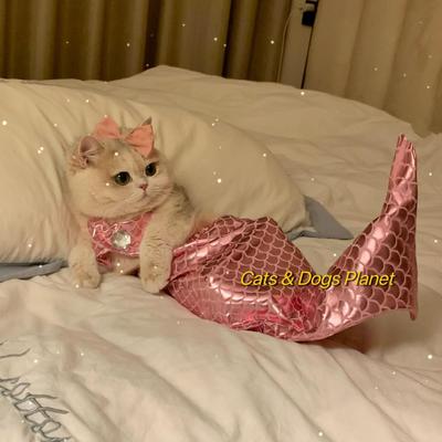 猫咪美人鱼泳装变装搞笑猫猫鱼尾巴造型可爱比基尼狗狗夏宠物衣服